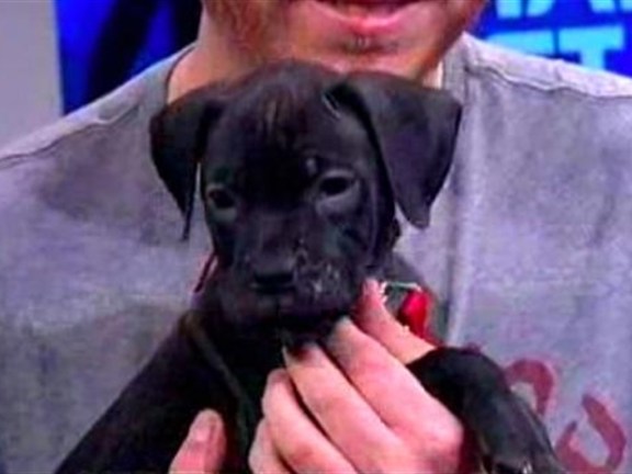 Sean Casey Animal Rescue: Bring Home These Cute Dogs