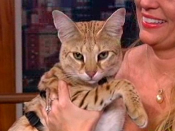 Meet The World's Tallest Cat