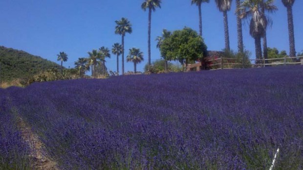 What You Smell May Help You Relax: Research