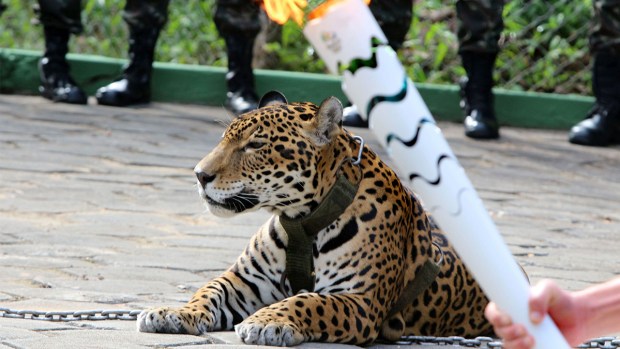 Rio Olympic Torch Travels Around the World