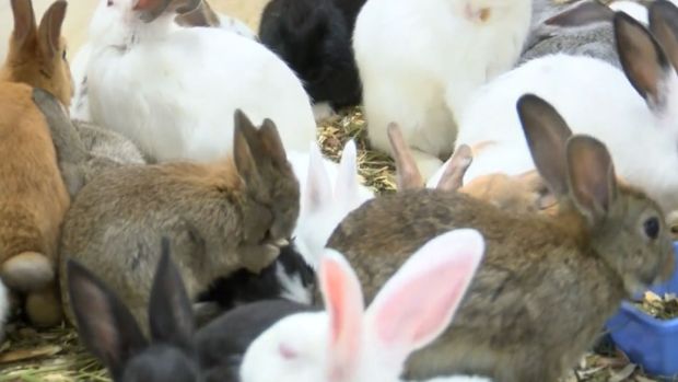 [NATL-DFW] Rescued Animals on the Mend