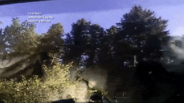 Unbelievable Animals: Bear Trapped in Subaru
