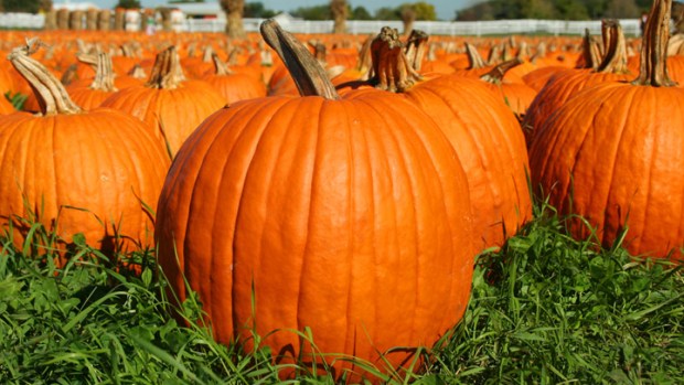 Go Healthy With Pumpkin Seeds
