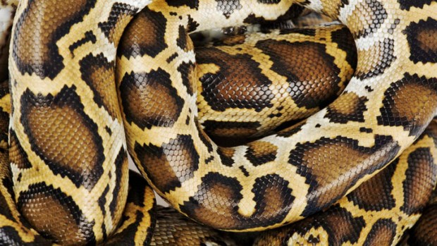  Pythons' Big Hearts Hold Clues for Human Health