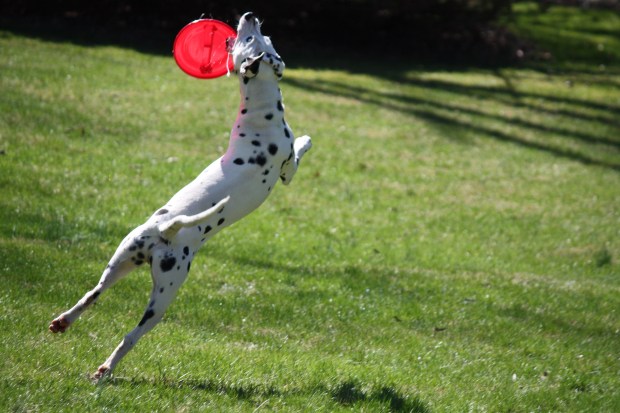 [NY] 'Tis Spring: Beautiful Weather Photos