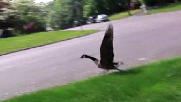 Father Goose Protects Rooftop Nest, Attacks Passersby