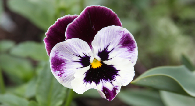 In Pictures: A Day at Brooklyn Botanic Garden