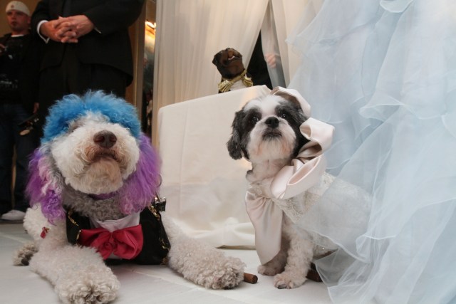 Most Expensive Pet Wedding