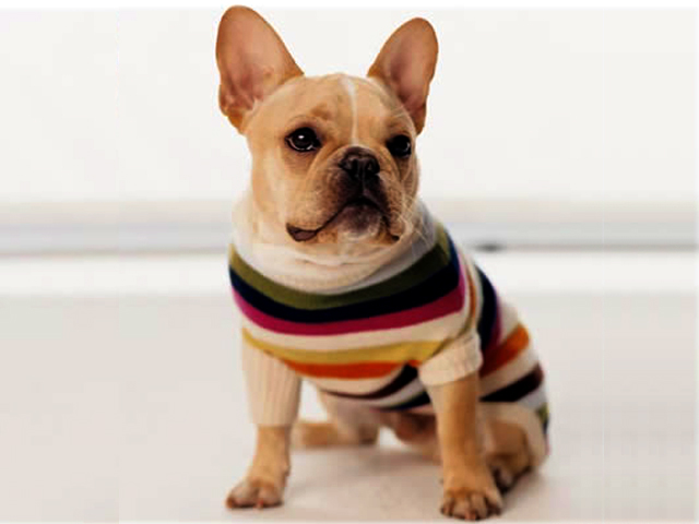 Holiday Shopping Guide: Gifts for Pets