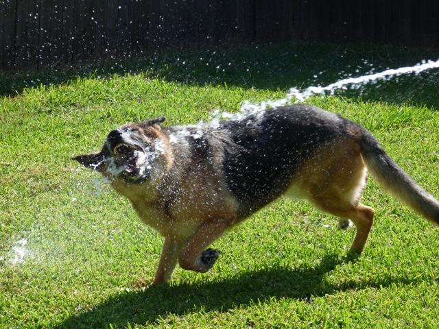 Top Dogs of the NY Metro Area
