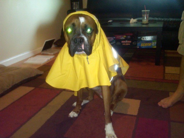Hurricane Irene Dogs: Your Dogs During the Storm
