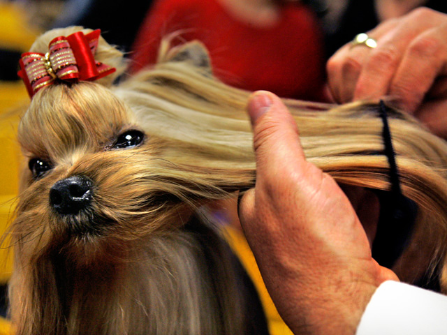 Top Dogs: Best of Westminster's Past