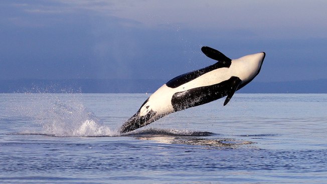 Oldest known member of southern BC killer whale pod believed dead