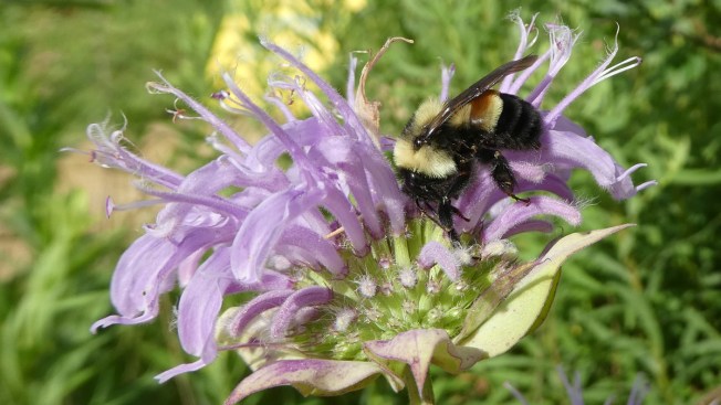 After some bumbling, a bee buzzes onto the endangered species list