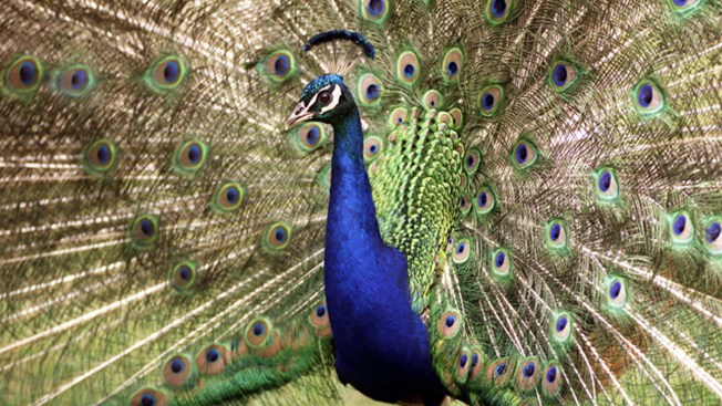 Giant Peacock Takes Ride on NYC Subway