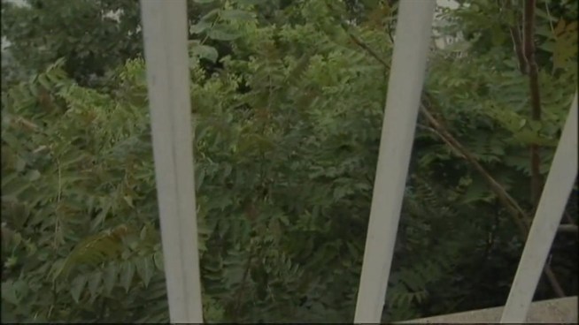 Louis Lopez, 19, was walking along the New Jersey side of the Hudson when he climbed over a fence to save a dog who had slipped off an embankment. Pat Battle caught up with the Good Samaritan, who said he has no regrets -- but wouldn't want to do it again.