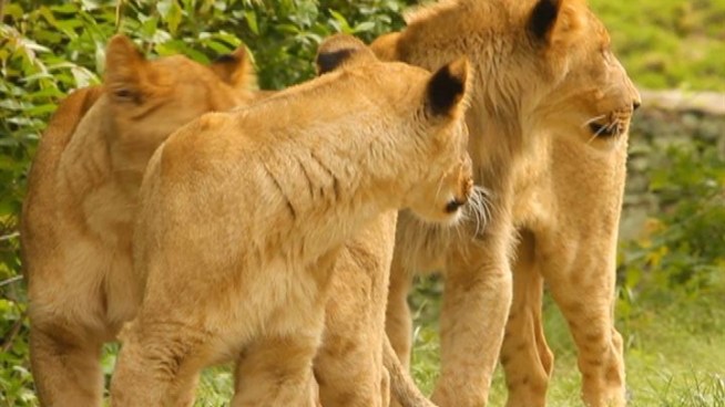 The cubs, Nala, Shani and Adamma, live with their father, M'wasi in the zoo's African Plains exhibit, which opened 70 years ago this month.
