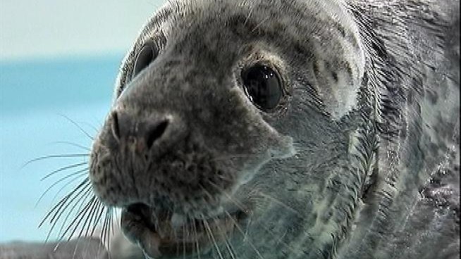A gray seal pup found along the shore on Long Island is expected to be okay.