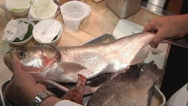 Would you eat venomous Lion Fish? How about Asian Carp? These fish are invasive species and they may be coming to a dinner plate near you.