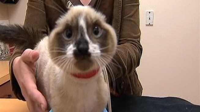 The kitten is now recovering and looking for a new home.