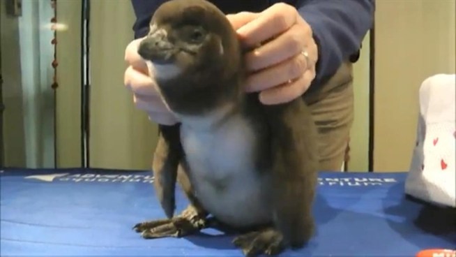 A baby penguin made its debut at Camden, N.J.'s Adventure Aquarium. Its name is Casanova.