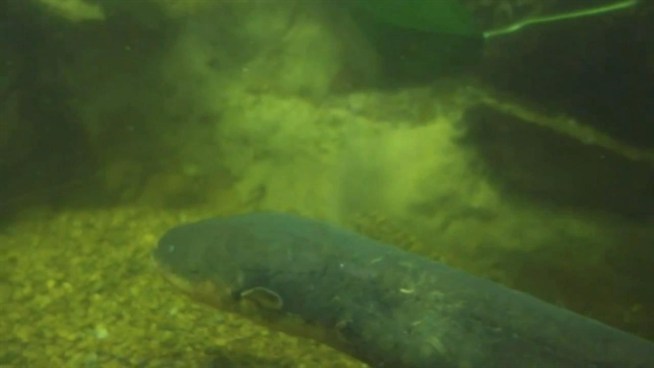 A new electric eel is adding a jolt of fun to the New York Aquarium.