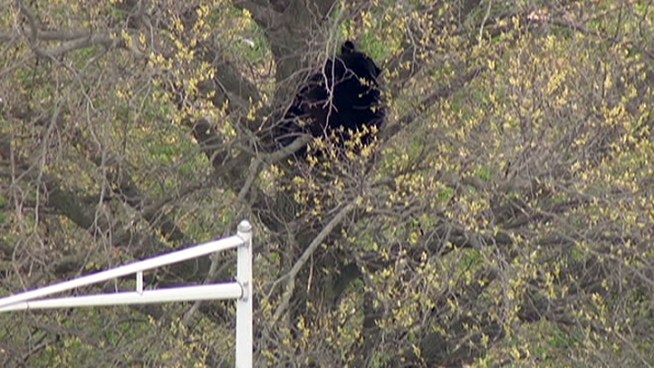 A large black bear causing a stir near Exit 8, East Windsor, on the NJ Turnpike. State Police are there trying to figure out what to do.