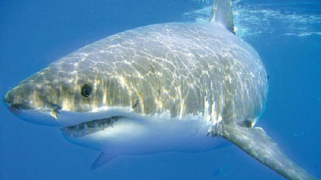 Listen to audio of a fisherman calling the Coast Guard to report a Great White shark spotted off the New Jersey coast.