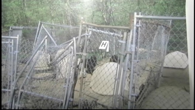 Rescue groups are searching for new homes for more than 70 dogs found living in deplorable conditions in a home in Wallkill, NY. Authorities called it one of the most disturbing cases of animal abuse they have seen. Ida Siegal reports.