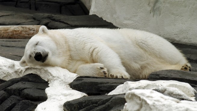 Dog Predicts Polar Bear Pregnancy