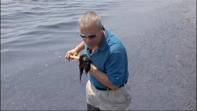 One New Jersey beach is dealing with a smelly seaweed washing up on it's shores and ruining a pleasant day at the beach.