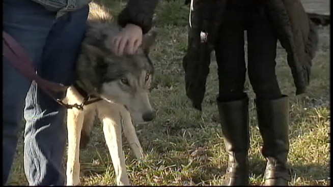 A wolf-dog hybrid found roaming through the streets of Queens is now being cared for at a farm in New Jersey until it can be adopted.  However, not everyone can legally take the animal home.  News4's Brian Thompson explains.