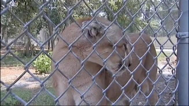 Lions, cougars and tigers were rescued from poor conditions on a private compound in Texas and brought to Popcorn Park Zoo in New Jersey.