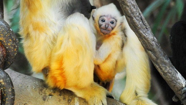 The Bronx Zoo is welcoming an adorable baby gibbon to its rainforest habitat, and zookeepers say the white-cheeked critter it's the first of its kind born at the zoo in more than a decade.