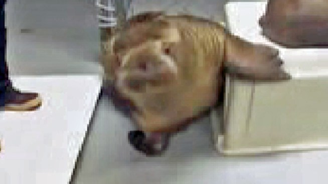A 234-pound baby walrus is coming to the New York Aquarium in Brooklyn.