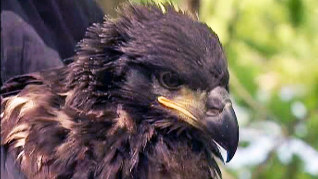 Thirty years after there was just one known bald eagle nest in the state, the New Jersey Department of Environmental Protection has now counted nearly 110 active nests from near Manhattan to Cape May County at the mouth of the Delaware River. Scientists are working to find and band the population, which is still at risk. Brian Thompson reports.