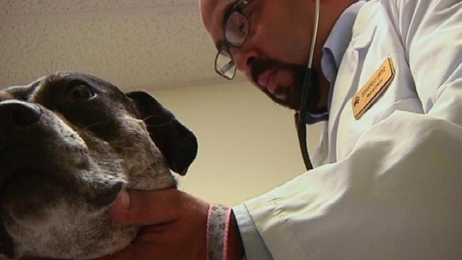 A new, first of its kind report is painting an alarming picture about the health of pets in this country. Lynda Baquero has the findings, and what you should do to keep your pet living longer and healthier.