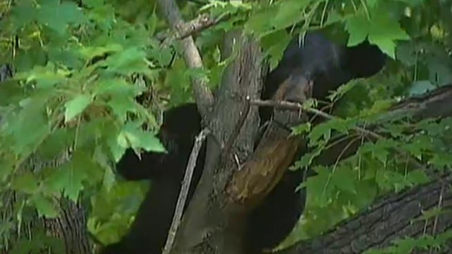 After taking a long tumble out of the tree, the bear is said to be doing OK.