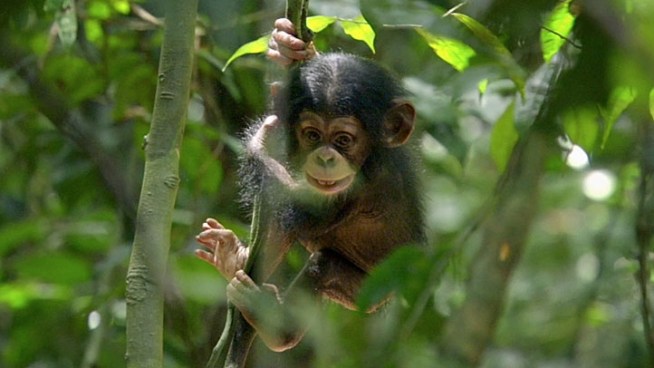 http://media.nbcbayarea.com/images/chimpanzee_722x406_2225121698.jpg