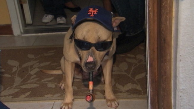The owner of the panhandling dog speaks to NBC New York and says his pup is treated well.