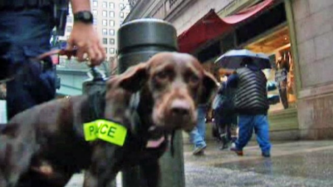 The NYPD is poised to take a bigger bite out of crime, thanks to some new specially trained four-legged recruits.