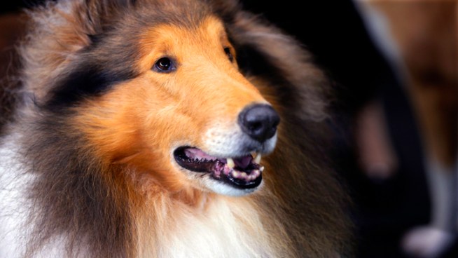 Check out some of the cute 2,721 entries in 187 breeds at  the 137th Westminster Kennel Club Dog show in New York. Only one dog will win the covered 