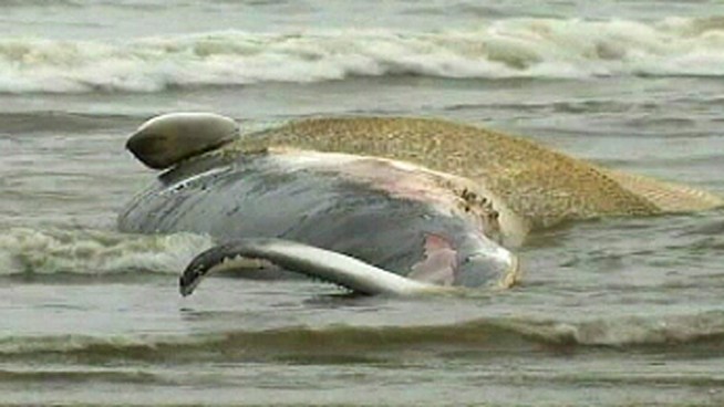 A dead 40- to 45-foot long whale washed ashore on a southern New Jersey beach Monday.