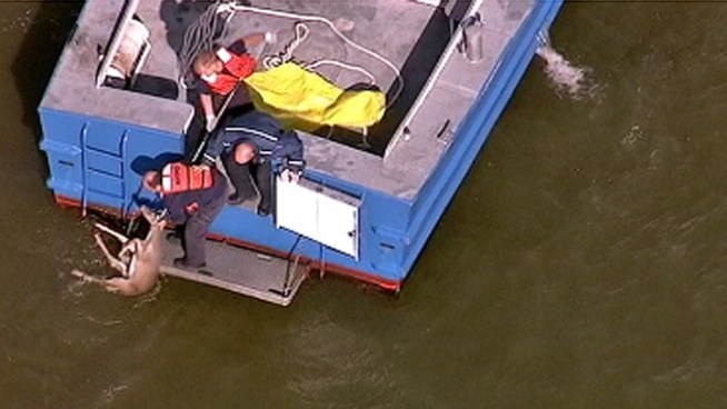 Police rescued two deer from Jamaica Bay near the Verrazano Bridge Wednesday afternoon.