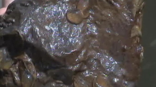 Scientists in the past two weeks have discovered invasive