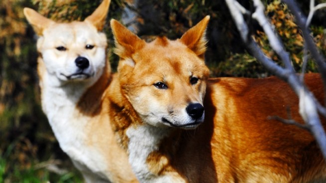A new exhibit featuring the Australian wild dogs has opened at the Prospect Park Zoo. They are the first dingoes in a New York City zoo in 40 years, the Wildlife Conservation Society said.