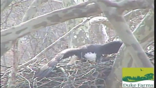 bald eagle defends nest from hawk at duke farms nbc new york bald eagle defends nest from hawk at duke farms nbc new york