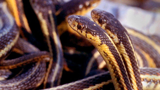 Family Driven From Home by Hundreds of Snakes