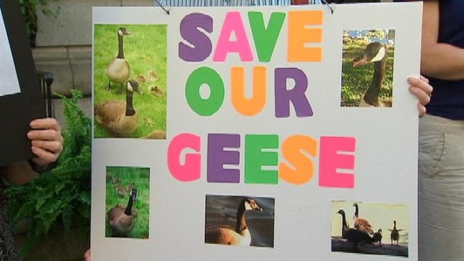 The city's plan to exterminate Canada geese moves forward. Witnesses say the latest goose round-up took place in Upper Manhattan. Chris Glorioso reports on the protesters who want the mayor to stop the bird bloodshed.