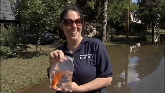 It's not your typical animal rescue -- a goldfish was picked up from the flooded streets of Denville, NJ Tuesday afternoon.